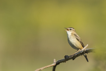 Sedge Warbler, Acrocephalus schoenobaenus, singing