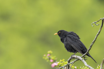Fototapeta premium Blackbird (turdus merula) singing in a tree