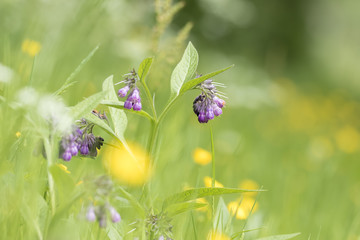 Common Comfrey, Symphytum officinale