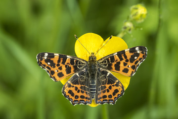 Map Butterfly top view
