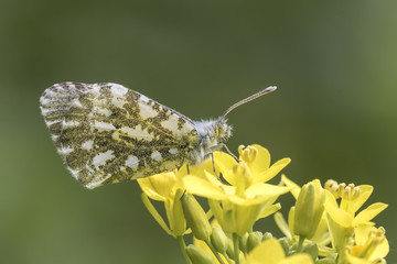 Orange tip butterfly