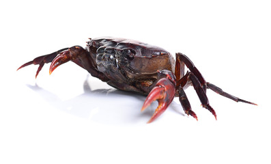 crab isolated on white background.