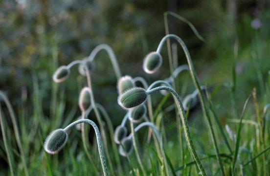 few buds of oriental poppy