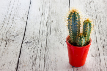 Cactus plant with thorns