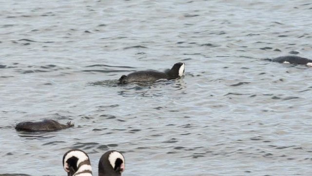Magellanic penguin swiming in the water at Otway Sound Penguin Colony, Chile