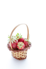 Fototapeta na wymiar Organic strawberries