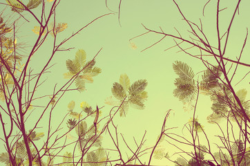 Autumn tree branch background.