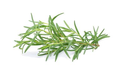 Rosemary isolated on white background