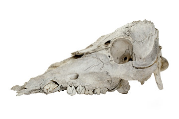 damage animal skull over white.