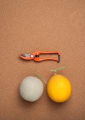 melon and scissors on cork board