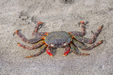 Crab sitting on the sand