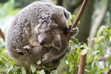 Fotobehang Mother and joey koala cuddling © Kylie Ellway