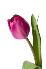 Naklejka premium single pink tulips