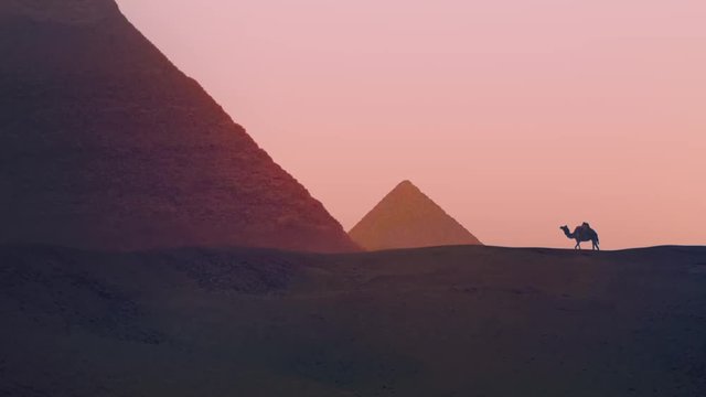 Camel Walks Near Pyramids