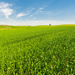 Field in Israel