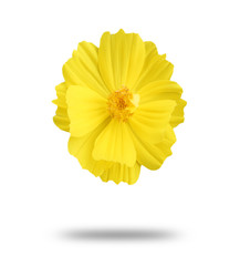 Yellow flower isolated on white background with clipping path.