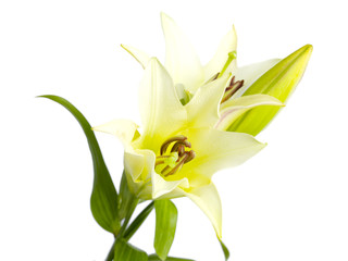 image of lily flowers.