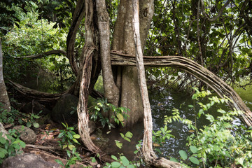 Trunk of a Tree