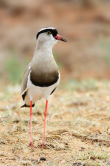 Crowned lapwing. Vanellus coronatus. Relaxed closeup portrait of the bird in soft light
