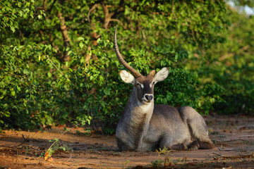 Naklejka na ściany i meble Waterbuck bull resting in early morning sun. Lost one horn due to a territorial fight. Kobus ellipsiprymnus