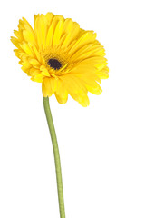 vertical image of yellow daisy