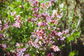 Blossoming almond steppe. Shallow depth of field.