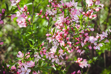 Blossoming almond steppe. Shallow depth of field.