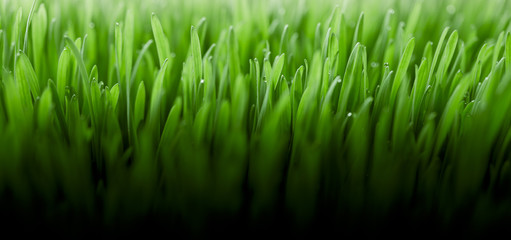 Fototapeta na wymiar Fresh green grass