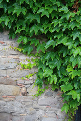 Ivy leaves background