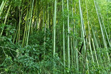 Obraz na płótnie Canvas Lush green bamboo