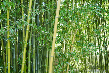 Panele Szklane  Bujny zielony bambus