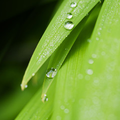 Fresh green grass