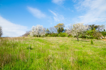Fototapeta na wymiar Cherry Blossoms on the Italian hills in spring.