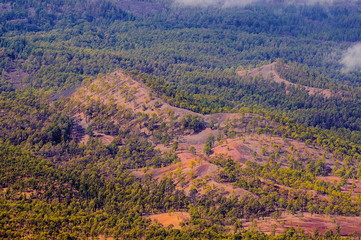 Pine forests, view from Teide Volcano in Tenerife, Spain