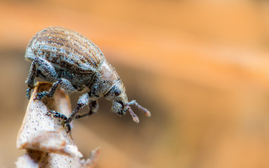 ein Rüsselkäfer ist auf ein trockenes Blatt geklettert
