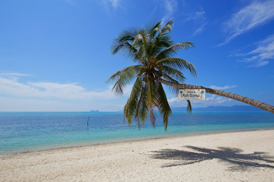 beautiful tropical beach white sand coconut tree with blue sky o