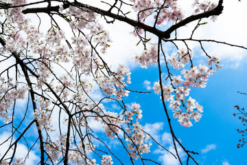 Fototapeta na wymiar 青空と桜