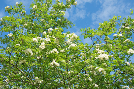 Bl&uuml;hende Eberesche, Sorbus aucuparia, Vogelbeerbaum