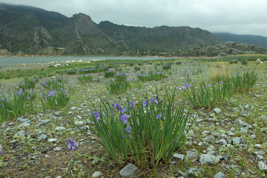 mountain, lake, tourism, travel, flowers, iris, holiday, nature, summer, clouds, sky, purple, finy, green, river, water, cloudy