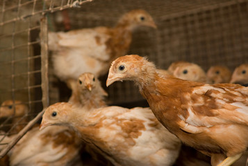Chicken . Poultry farm