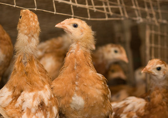 Chicken . Poultry farm