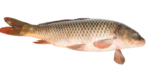 Raw fish carp isolated on white background