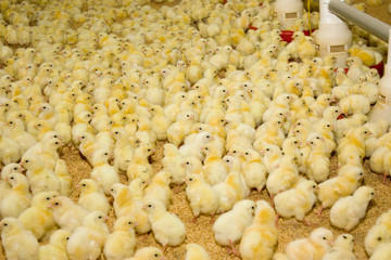 A lot of small chickens at the poultry farm