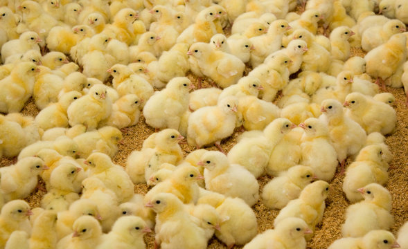 A lot of small chickens at the poultry farm