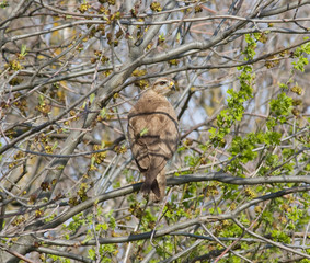 Portrait of a bird of prey on a tree branch
