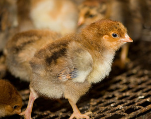 Brown chickens in a cage. Poultry farm