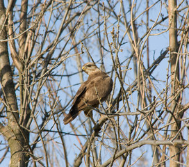 Portrait of a bird of prey on a tree branch