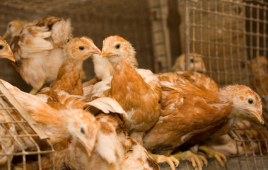 Young chickens in a cage on a chicken farm