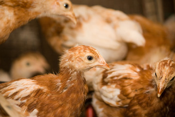 Young chickens in a cage on a chicken farm