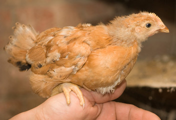 Chick sits on the arm